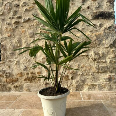 Palmier de 90cm dans un pot blanc