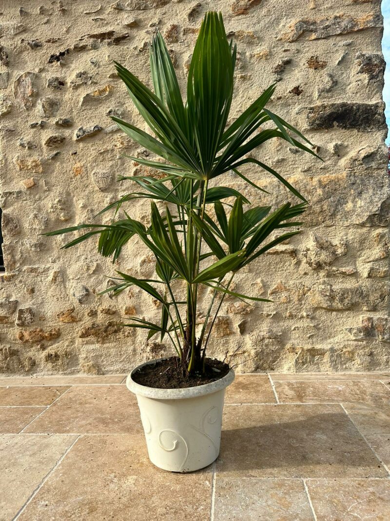 Palmier de 90cm dans un pot blanc