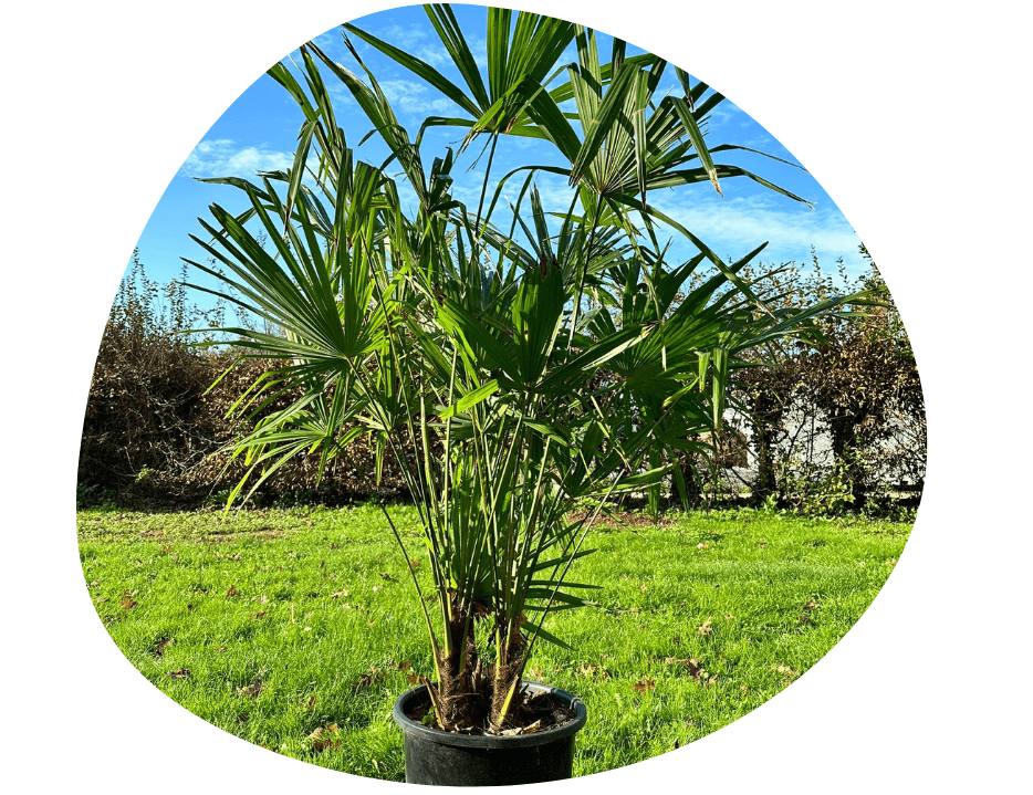 Palmier résistant au gel trachycarpus fortunei