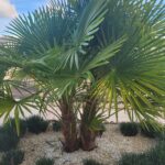 Photo de palmier du nom de Trachycarpus fortunei