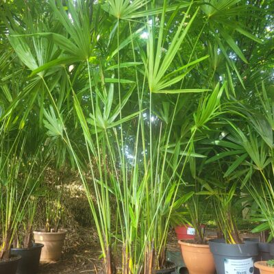 Plamier Trachycarpus fortunei 7 pieds