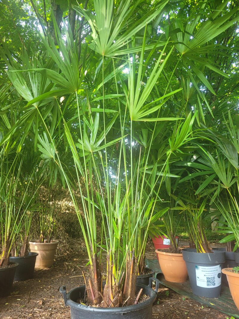 Plamier Trachycarpus fortunei 7 pieds