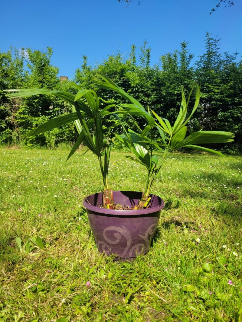 Palmier 2 pieds 50cm