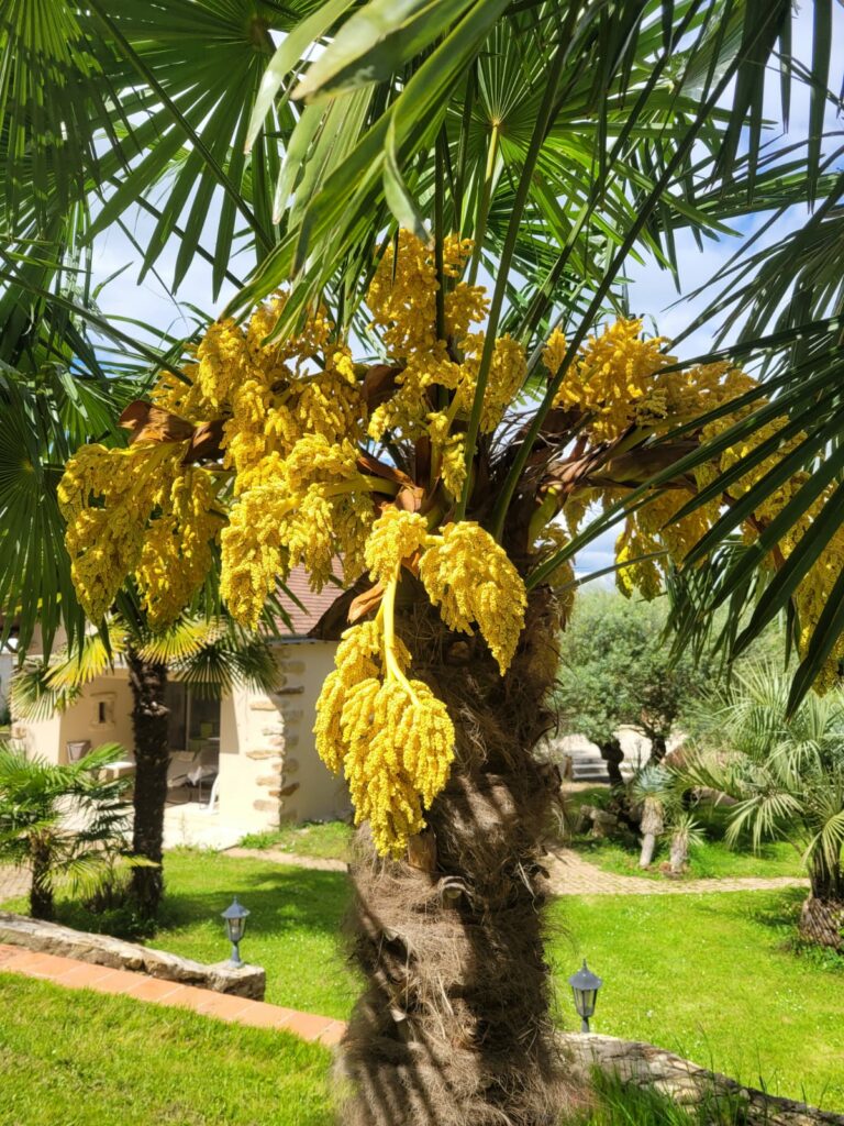 Photo d'un palmier mâle en floraison