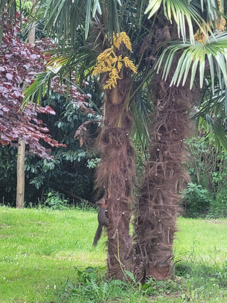c'est une photo de palmier trachycarpus Fortunei dans lequel il y a un écureuil