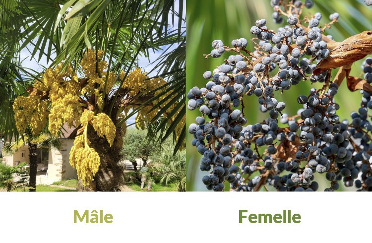 C'est un collage de deux photos, à gauche il y a un palmer chanvre mâle et à droite les fruits d'un palmier chanvre femelle.