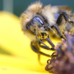 Une abeille avec du pollen