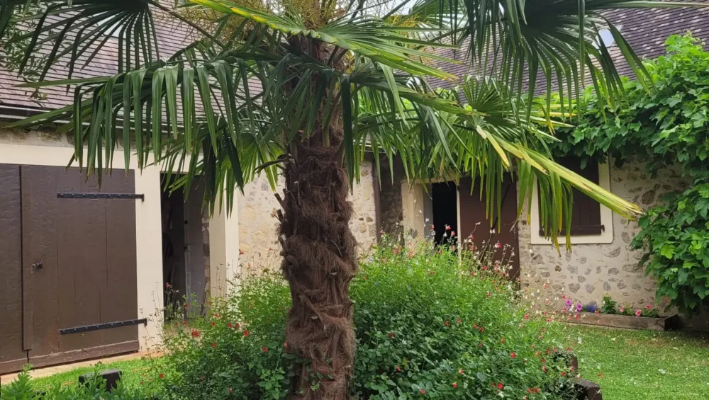 Palmier france ayant poussé en Sarthe chez Local Palm