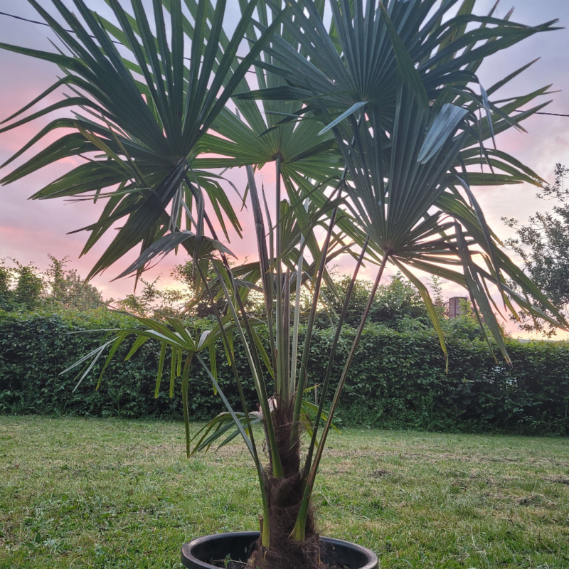 palmier 1m90 local Palm