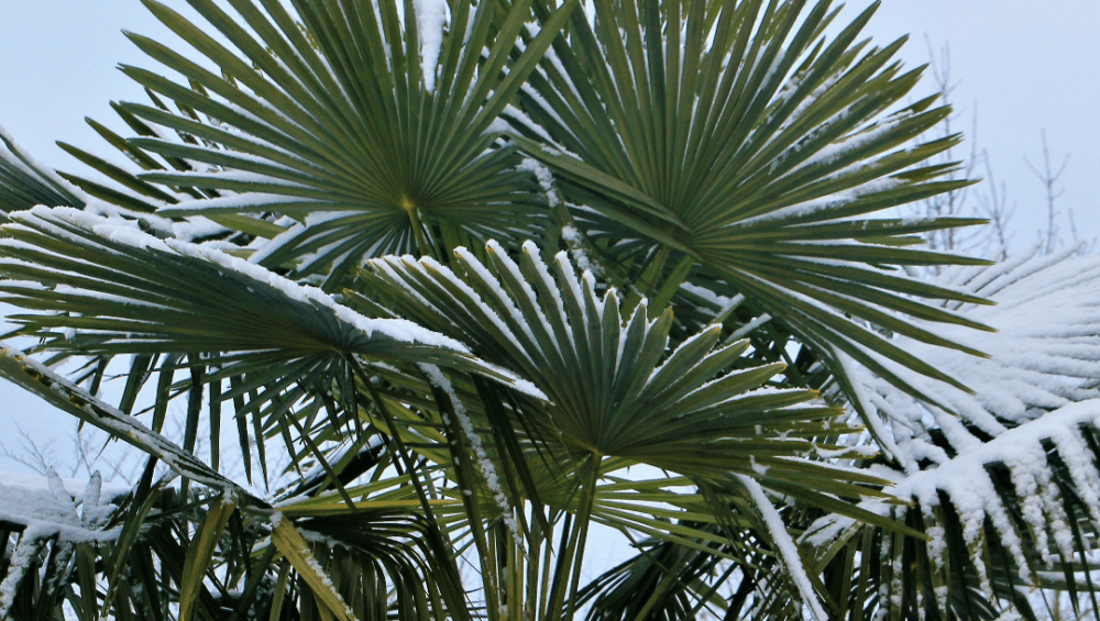 Palmier sous la neige