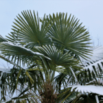 Palmier sous la neige