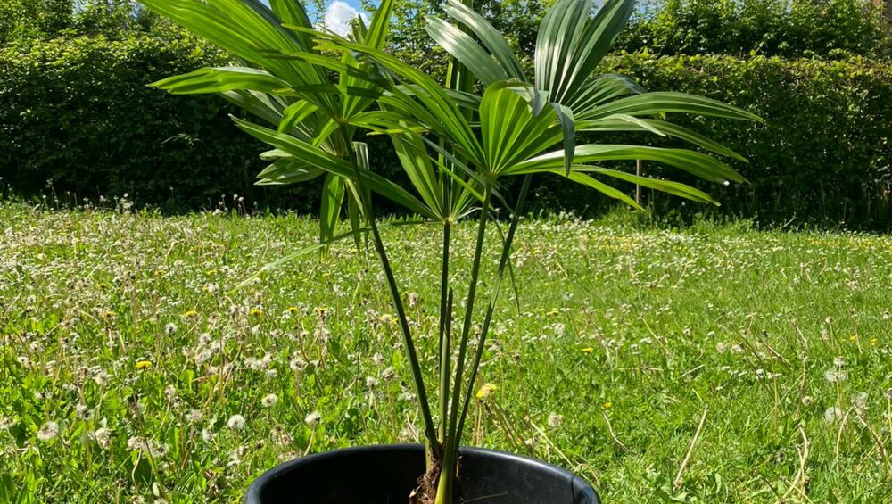 croissance palmier chanvre