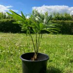 croissance palmier chanvre