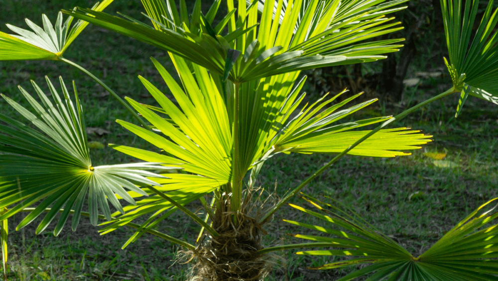 palmier chanvre en pleine terre