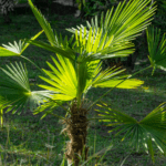 palmier chanvre en pleine terre