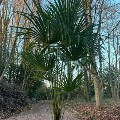 Palmier trachycarpus fortunei 2m55
