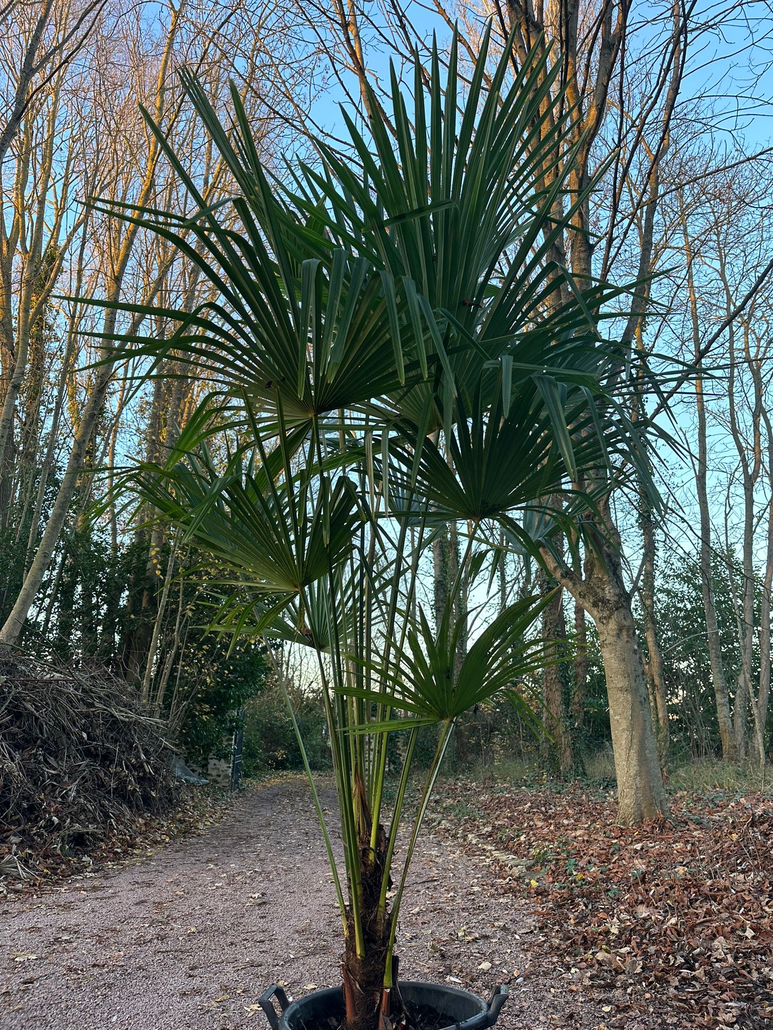 Palmier trachycarpus fortunei 2m55