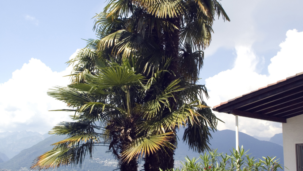 palmier chanvre près d'une maison