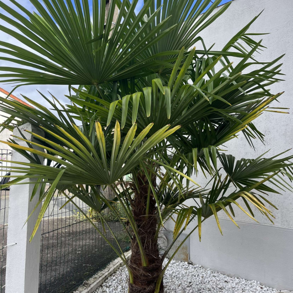 Quel terreau pour votre palmier? Local Palm