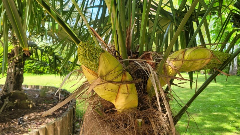 Inflorescences palmier chanvre