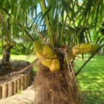 Inflorescences palmier chanvre