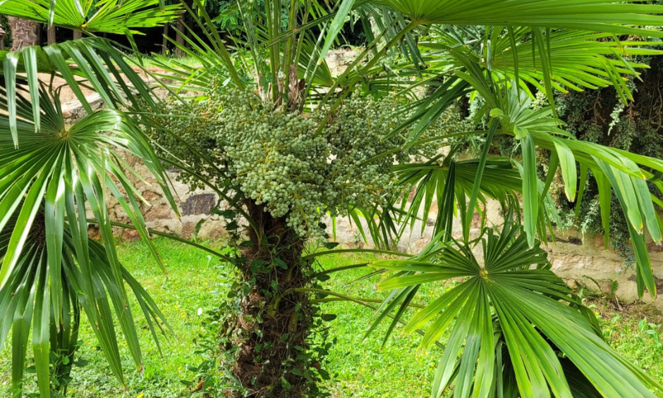 palmier avec du lierre autour de son tronc
