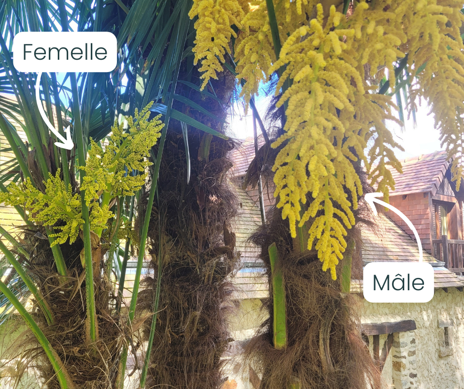 Palmier mâle ou femelle