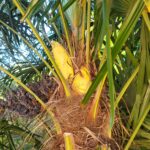 palmier trachycarpus fortunei male femelle