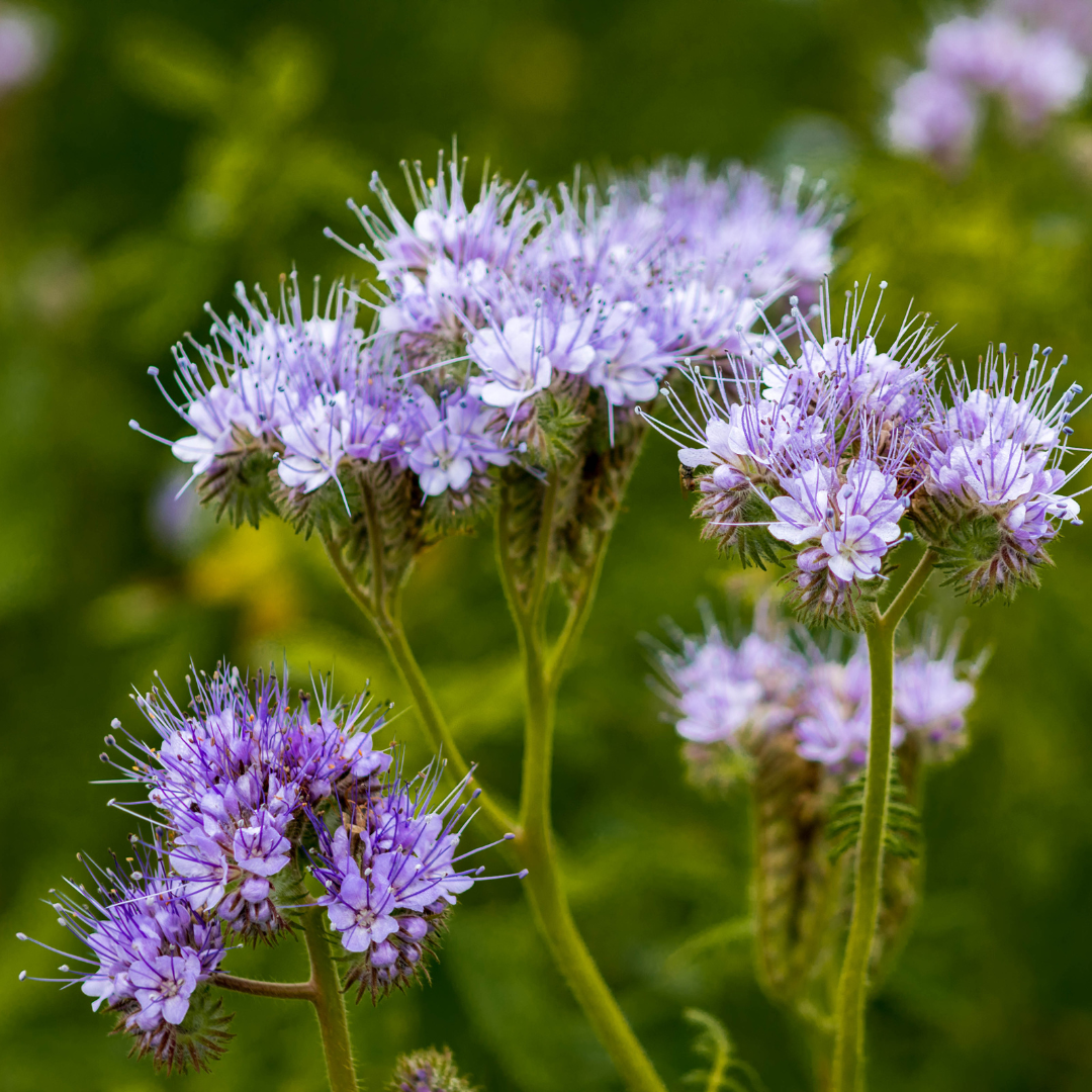 C’est quoi une phacélie et comment la planter? - Local Palm