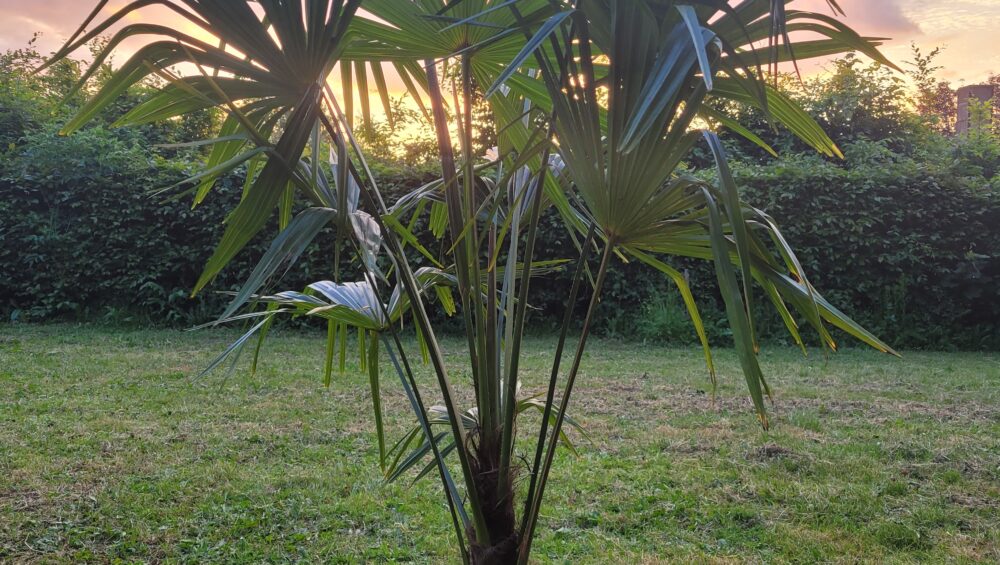 Palmier Local Palm coucher de soleil