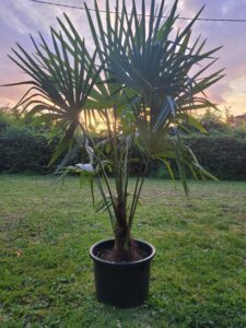 Palmier Local Palm coucher de soleil