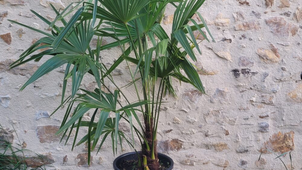 palmier chanvre prêt à être planter