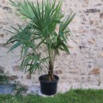 palmier chanvre prêt à être planter