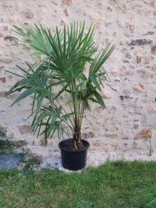 palmier chanvre prêt à être planter