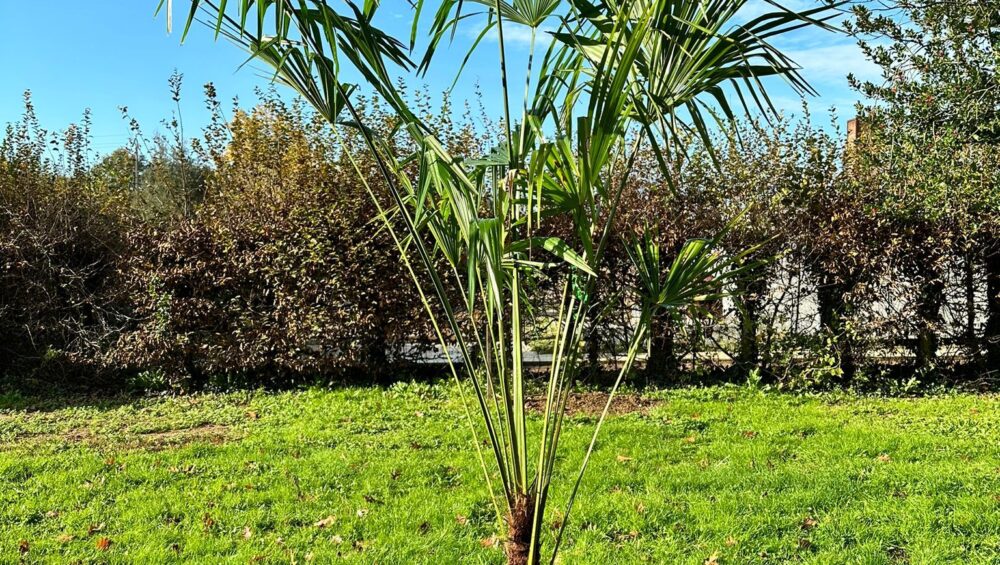 palmier trachycarpus fortunei 1m90