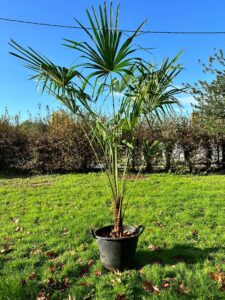 palmier trachycarpus fortunei 1m90