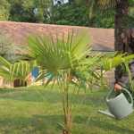 Arrosage palmier trachycarpus fortunei