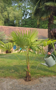 Arrosage palmier trachycarpus fortunei