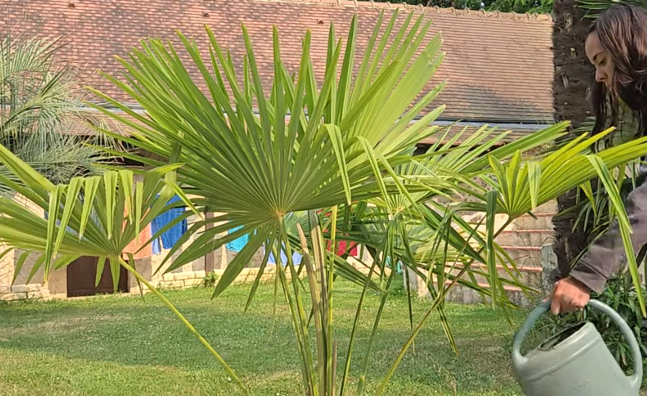 Arrosage palmier trachycarpus fortunei