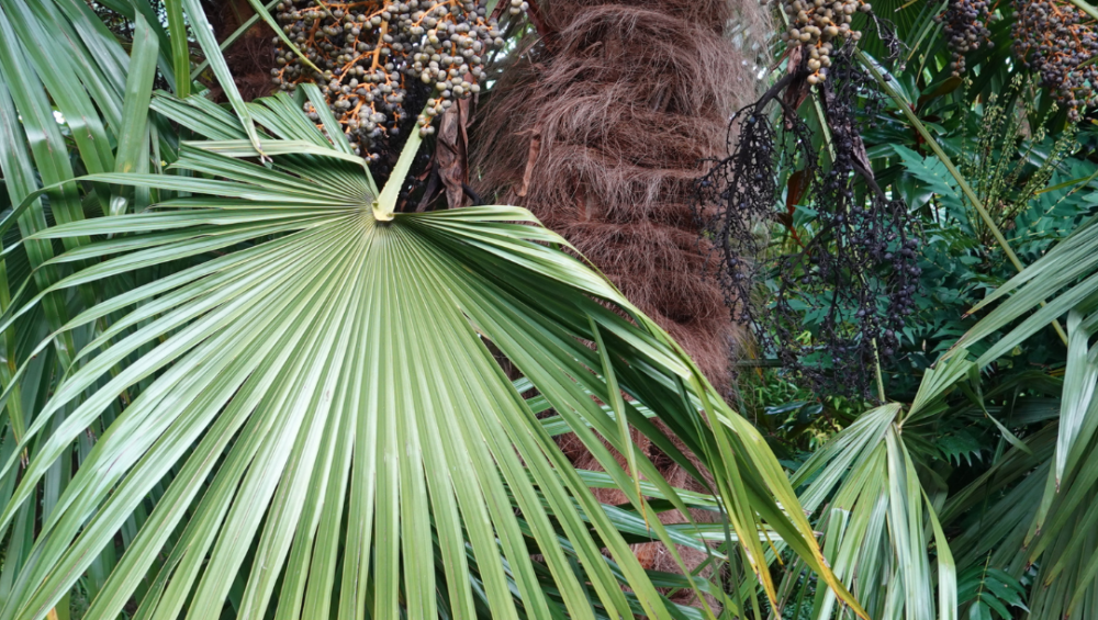 Trachycarpus fortunei