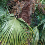 Trachycarpus fortunei