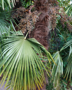 Trachycarpus fortunei